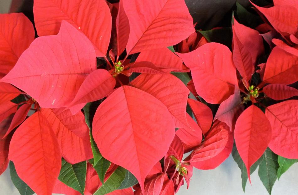 The milky sap of poinsettias provokes skin irritations.