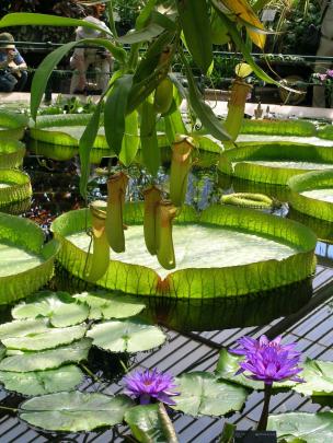 The huge pads of Victoria amazonica contrast with normal-sized tropical lilies (possibly Nymphaea...
