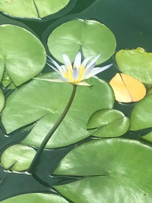 The blue blooms of the Blue Nile lotus (Nymphaea caerulea) fade with age. 