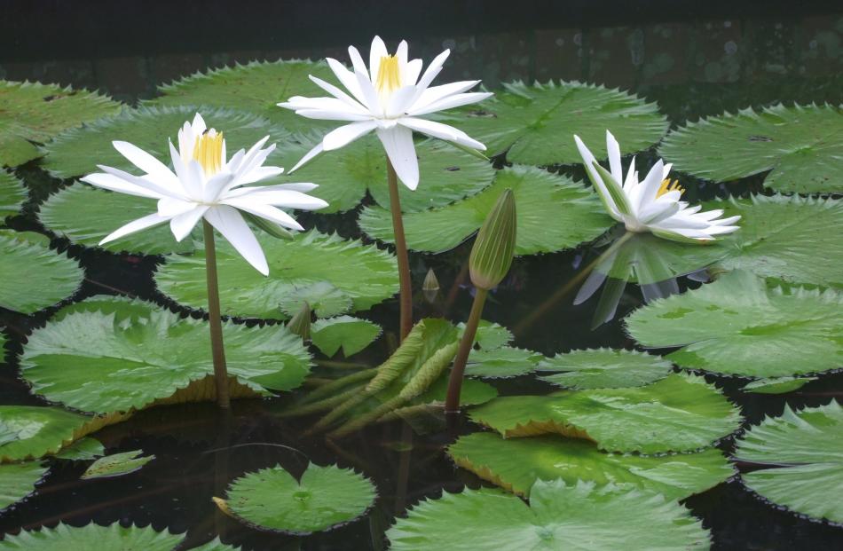 Asian water lilies raise their flowers high above the water.