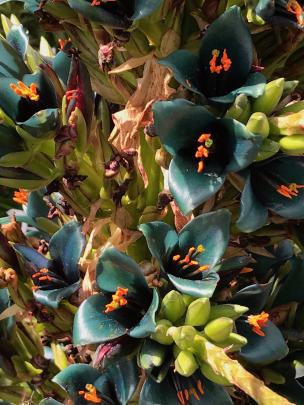 Wendy Ross  says her turquoise bromeliad  (Puya  x berteroniana) is always a talking point.