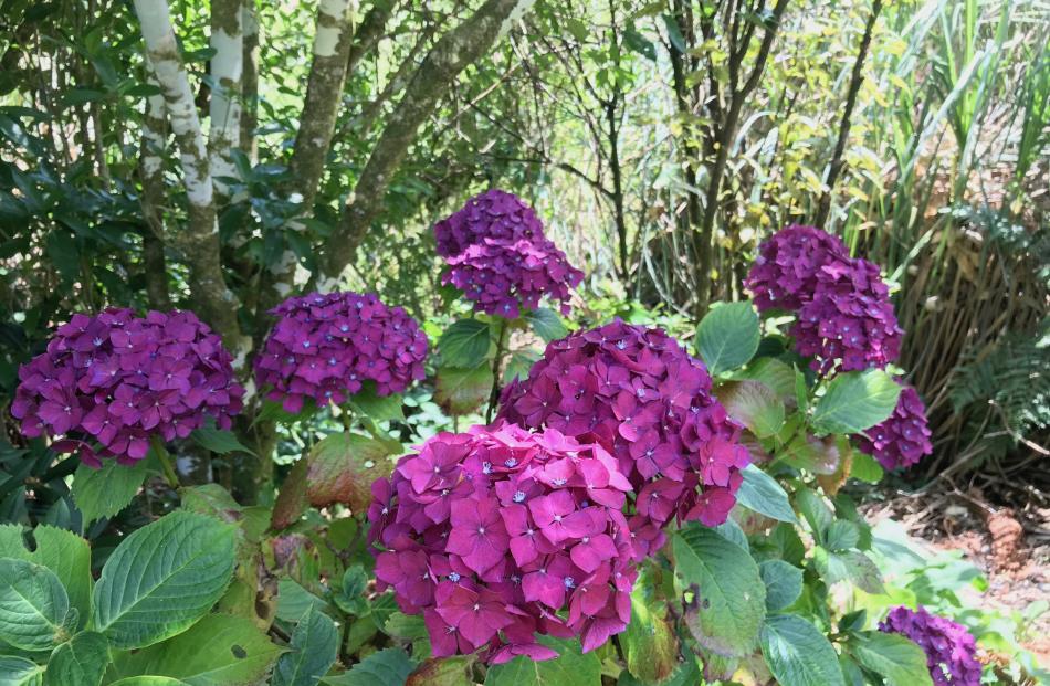 Hydrangeas grown on the West Coast have intense colour.