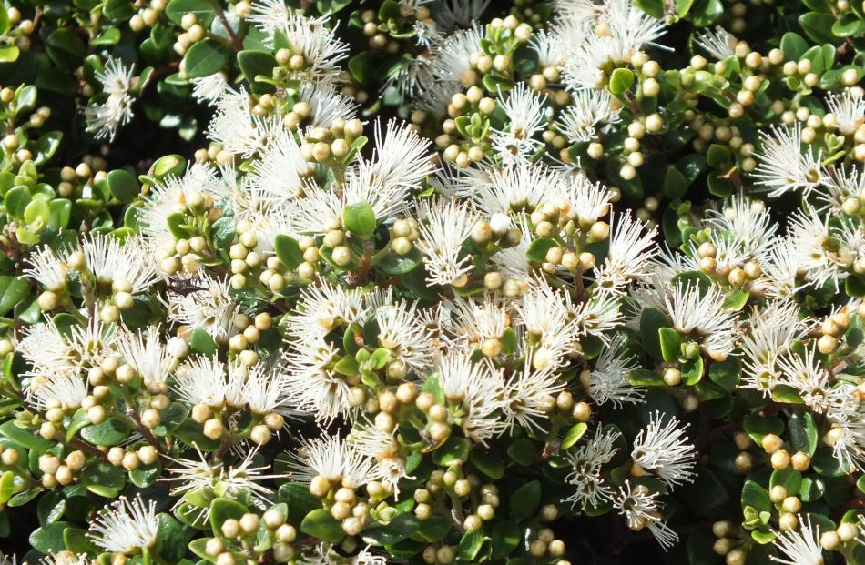 The NZ white rata vine (Metrosideros diffusa) thrives in the Ross garden.