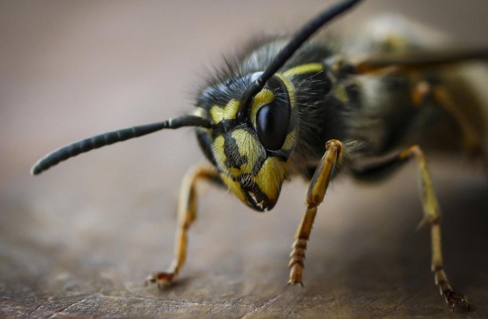 Animal under-14:  Jack Aubin, Wasp on the chopping block, Dalmore, Dunedin.