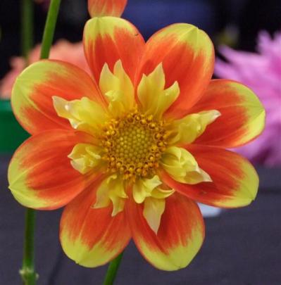This collerette,  Pooh, was a winner at last year's Dunedin Dahlia Circle show.