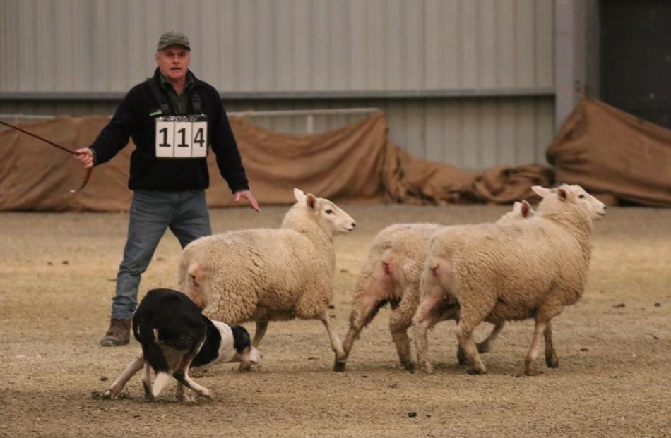 Trevor Roughan of Riversdale moves his dog, Sky, to try to cut the sheep off as they make a bid...