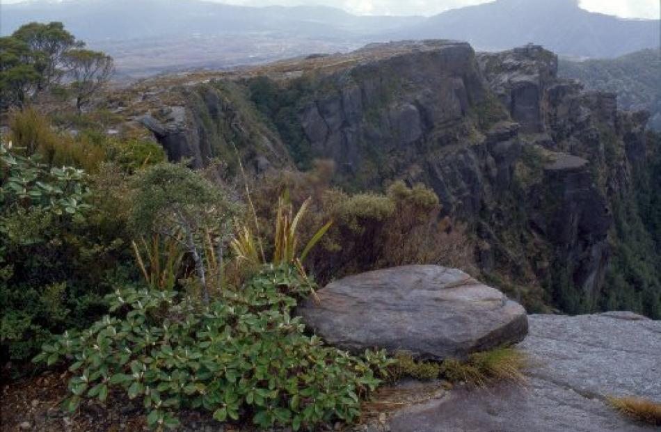The Denniston Plateau, above Westport, is home to rare flora and fauna and 80 million tonnes of...