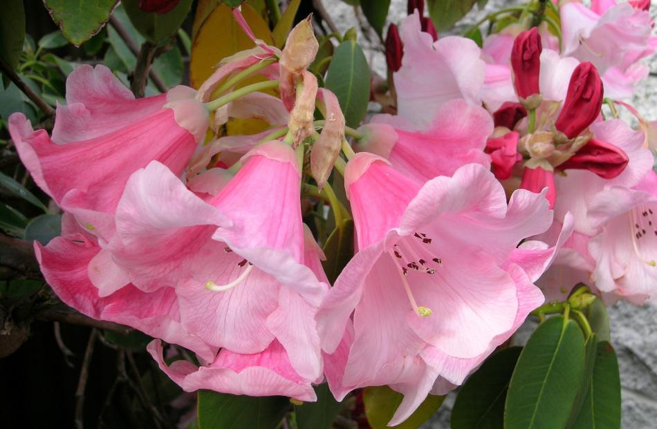 Marquis of Lothian was officially the first named rhododendron bred in New Zealand.