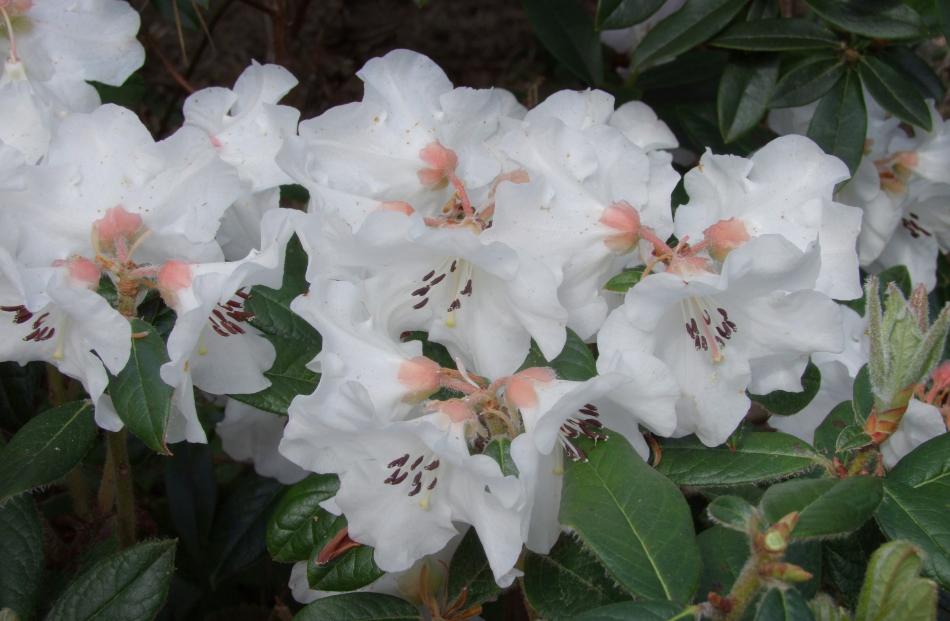 Dunedin-bred September Snow is flowering now in the Upper Botanic Garden.