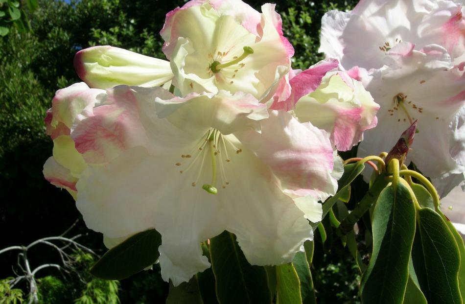 Ilam Cream is one of a series bred by Edgar Stead.