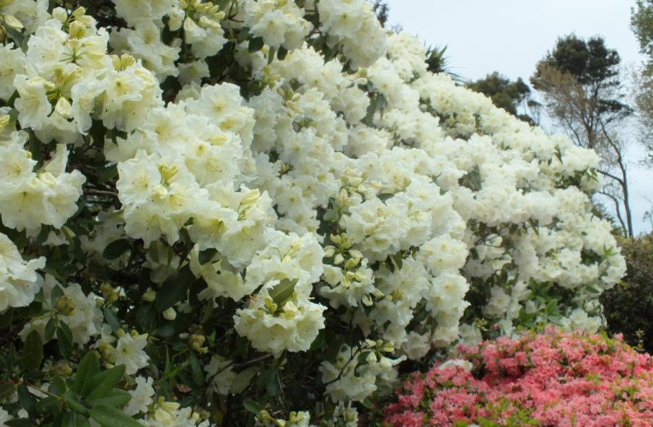 Lemon Lodge was bred at Pukeiti, in Taranaki.