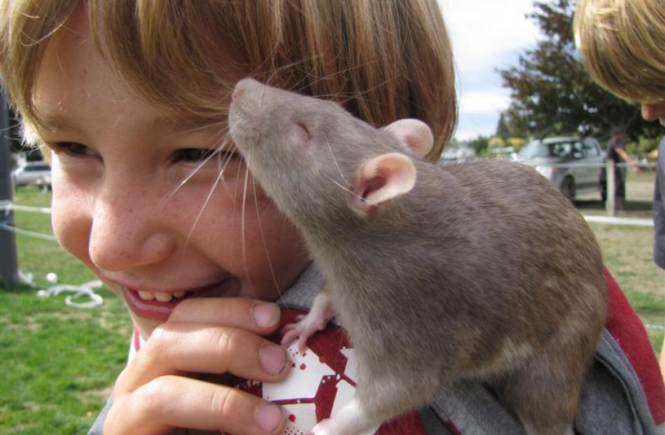 Corin Suddaby (6) of Hawea Flat, with her one-eyed rat Pandora (1). They won the most unusual pet...