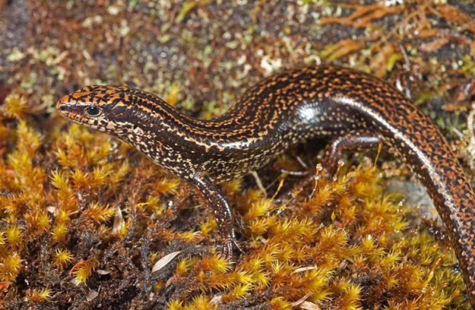 a Denniston skink