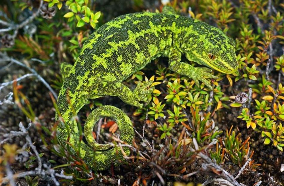 A mossy gecko