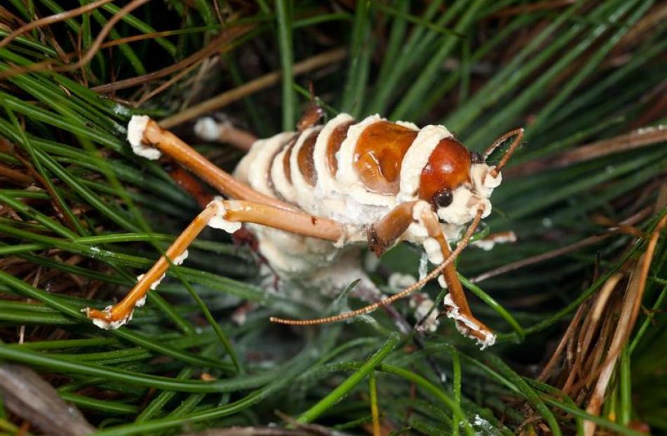 A dead female West Coast tree weta killed by muscadine fungus. Photos by Rod Morris.