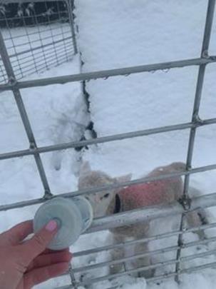 A hungry lamb gets a feed in Moa Flat. Photo: Jo Stanway 