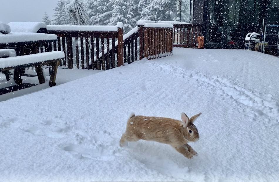 Bethany Rogers' pet rabbit Oscar Wilde enjoys the snow in Queenstown this morning. Photo: James...