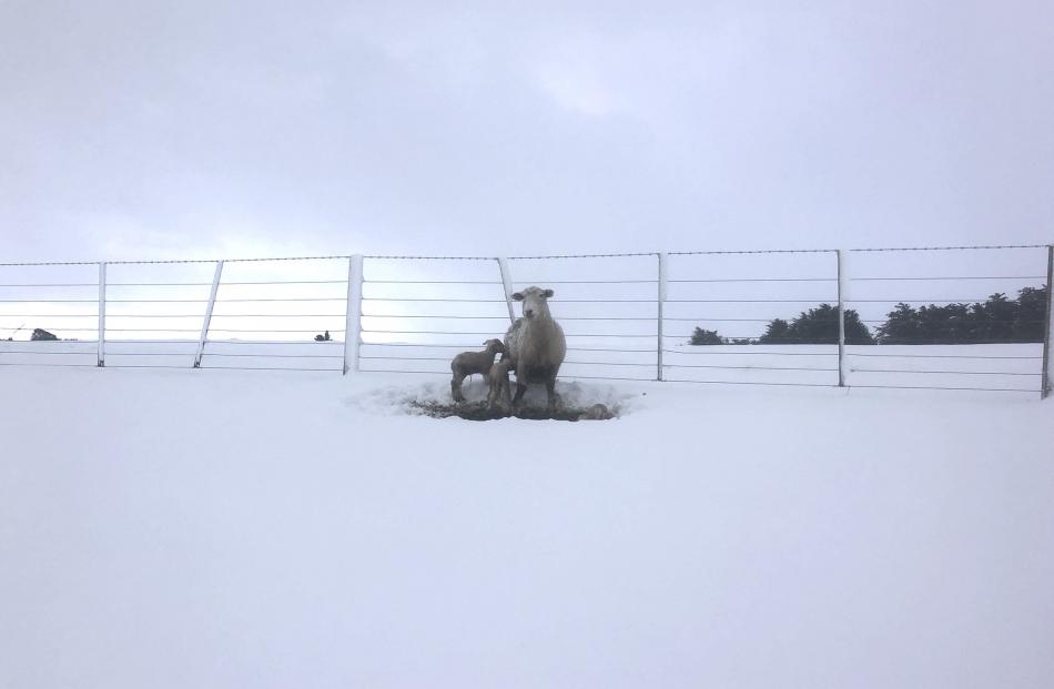 A ewe and her triplets feel the cold at the Paterson family's farm at Waikaka. Photo: Sally Rae