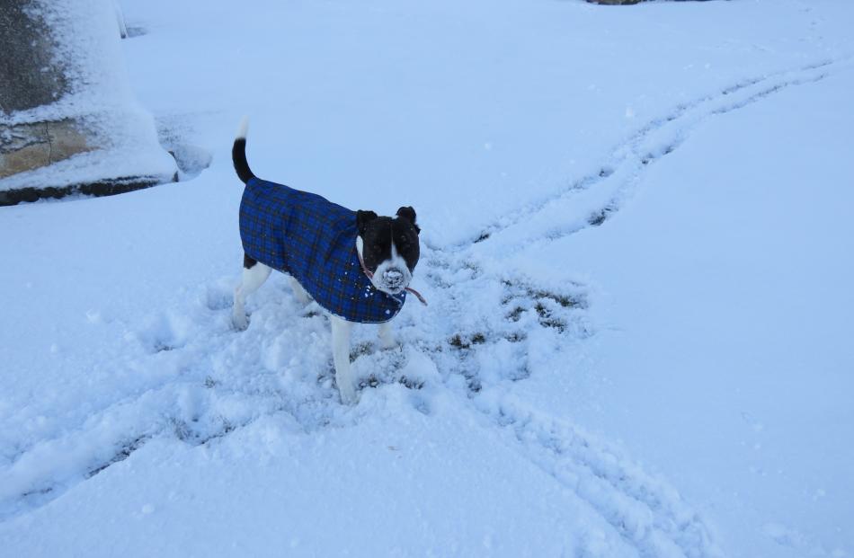 Pepper, of Ettrick, loved the snow at the Ettrick domain and cemetery. PHOTO: YVONNE O'HARA 