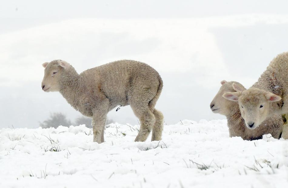 Lambs wait for the cold to pass in the snow near Benhar. 