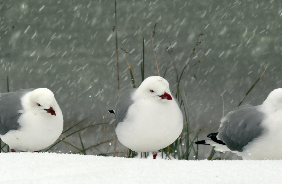 Red-billed gulls shiver in the cold conditions near Kaka Point .