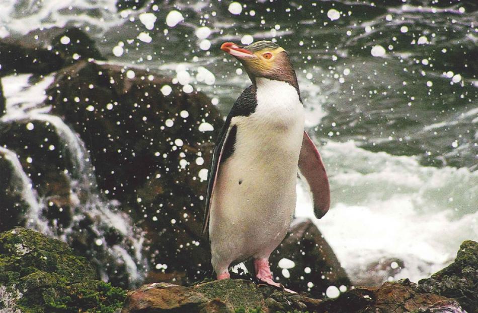 Highly Commended Animal 14 Under, Kate Gold, Yellow-eyed penguin