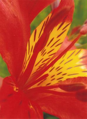 Highly Commended Plant 14 Under, Nicole Hebbard, Inner Beauty