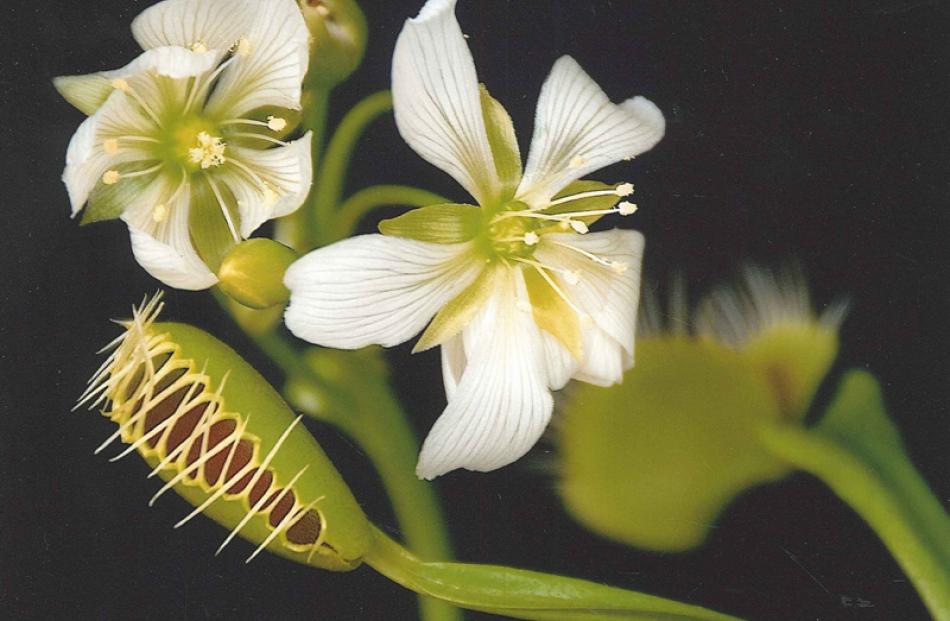Highly Commended Plant 15 Over, Peter McIntyre, Delicate and deadly