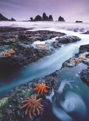 OVERALL WINNER and Winner Animal 15 and over, Simon East, West Coast starfish colony