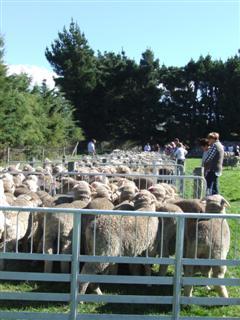 Some of the many merino sheep on display at the Paterson family's Armidale stud.