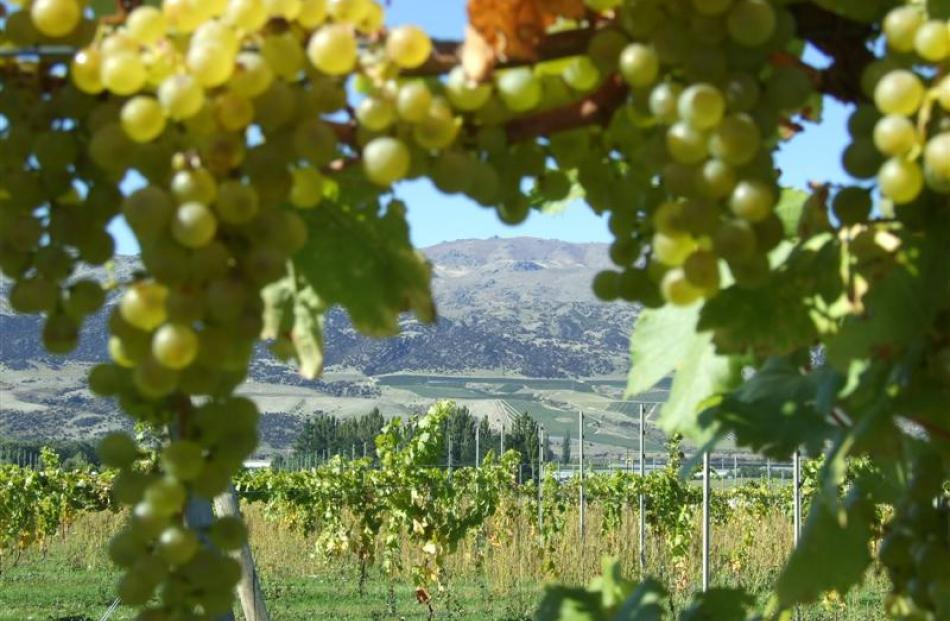 Amisfield Wine Company grapes frame part of its vineyard and surrounding hills between Cromwell...
