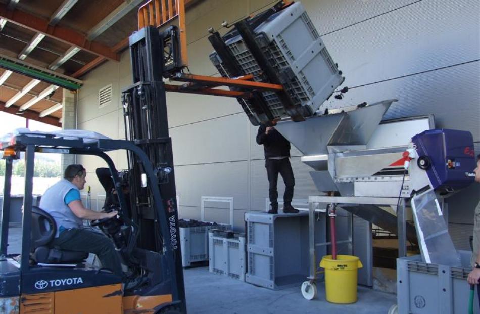 Winemaker Stephanie Lambert works to unload the first pinot noir grapes for Amisfield's 10th...