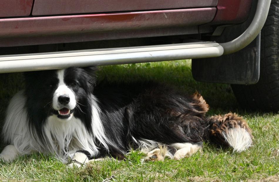 A dog seeks to escape the heat at the race meeting.