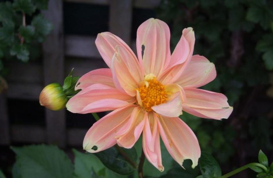 These dahlia flowers wouldn't win prizes but illustrate some of the colours from a single seed head.