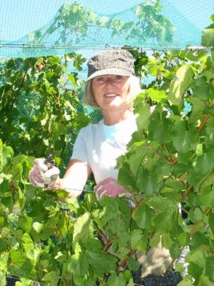 Linda Chew, of Cromwell, absolutely  loves picking grapes.