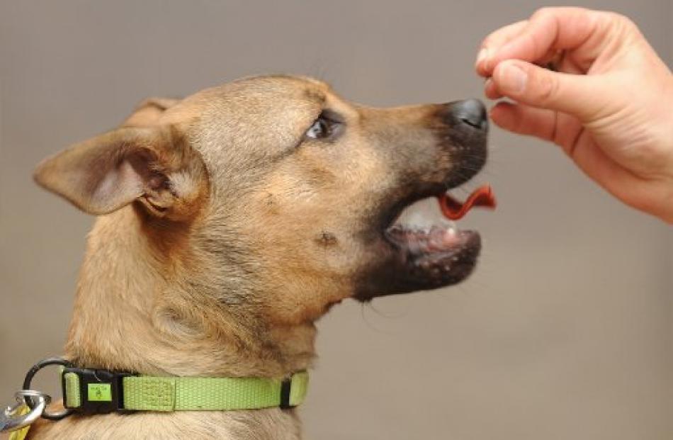 Dog Rescue Dunedin dog Aztec receives a treat for good behaviour.