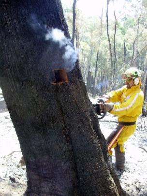 Otago Doc rural firefighter Patrik Eschenmoser  cuts a hole in a tree so a fire burning in a...