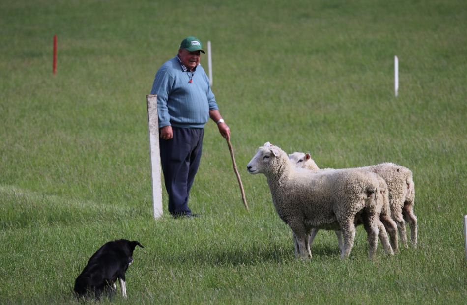 Oamaru’s Angus Ferguson waits as Lady starts to turn the sheep up the hill in the Trans Tasman...