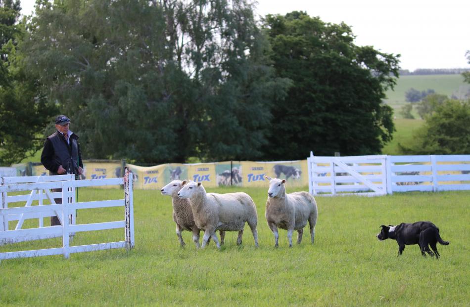 Darfield’s Andy Clark and Millie position the sheep to walk straight into the pen. PHOTOS: SANDY...