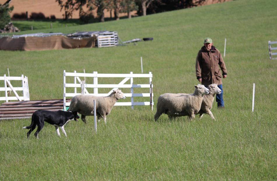 Lumsden’s Roger Thompson and Don move the sheep away from the bridge in the Trans Tasman...