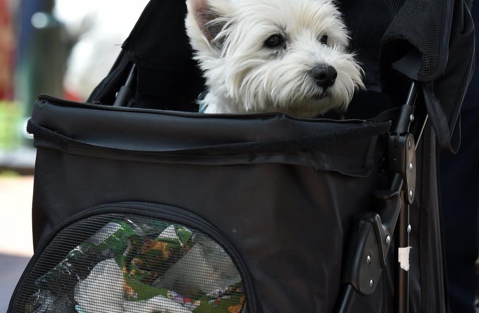 Scottish terrier Maggie fitted right in yesterday. 