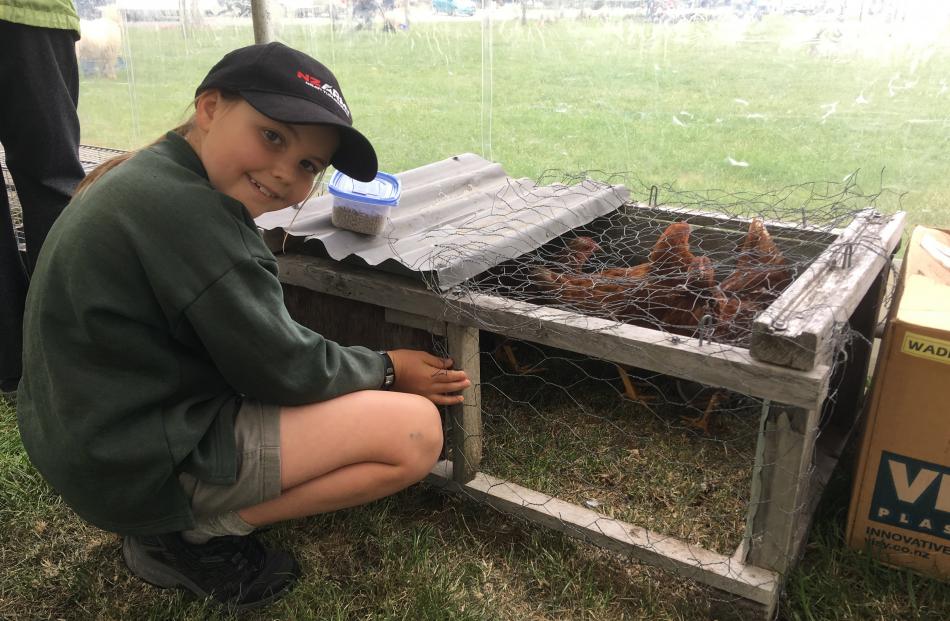 Senior poultry champion winner Daniel Benison (10), of Springston School, brought three of his 13...