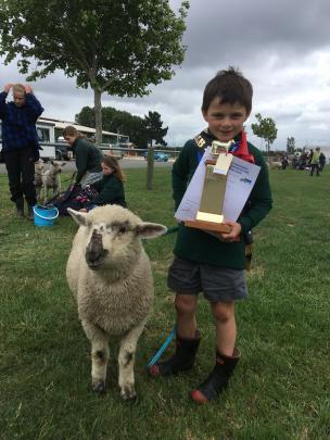 Angus Leslie (6), of Springston School, has his hands full after winning junior lamb champion...