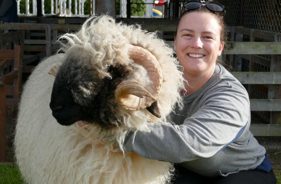 Nikita Woodhead, of Mosgiel, leads Valais blacknose ram Angus into the pens at the South Otago A ...
