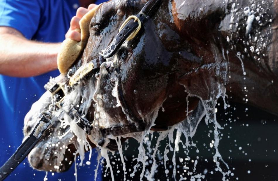 Bodemeister is bathed after a workout in preparation for the 137th Preakness Stakes at Pimlico...