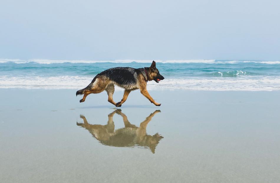 German shepherd Skye at Allans Beach, on  Otago Peninsula, on December 21.
 PHOTO: ANNE-SOPHIE PAGE