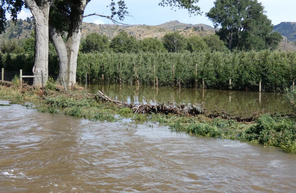 Floodwaters from the Fraser River inundate an orchard in Strode Rd, Earnscleugh. PHOTO: JARED MORGAN