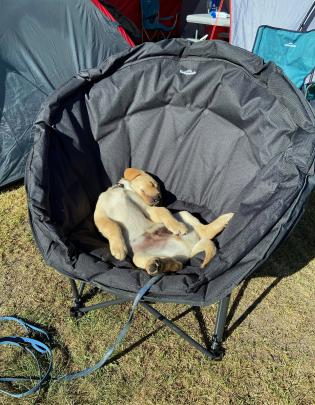 Labrador puppy Jed makes the 
...