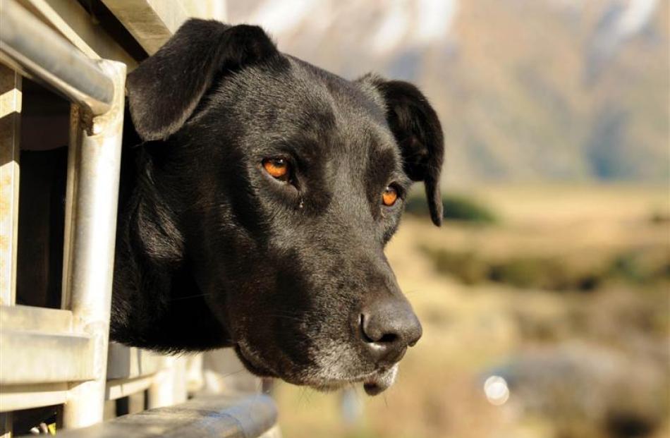 A dog watches keenly while it waits its turn.