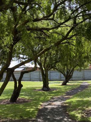 A row of very old kowhai trees lines a pathway at Mill Park, where a full-time groundsman keeps...